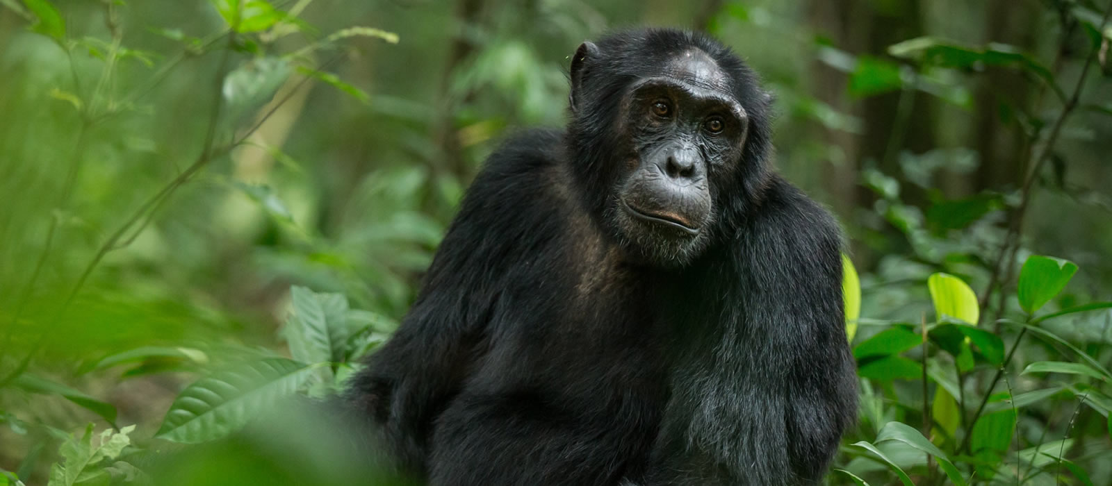 young chimpanzee looking at the trekkers on safari