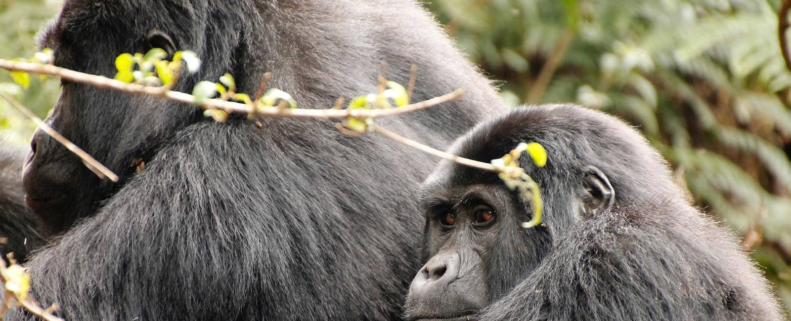 Mountain Gorilla Safaris