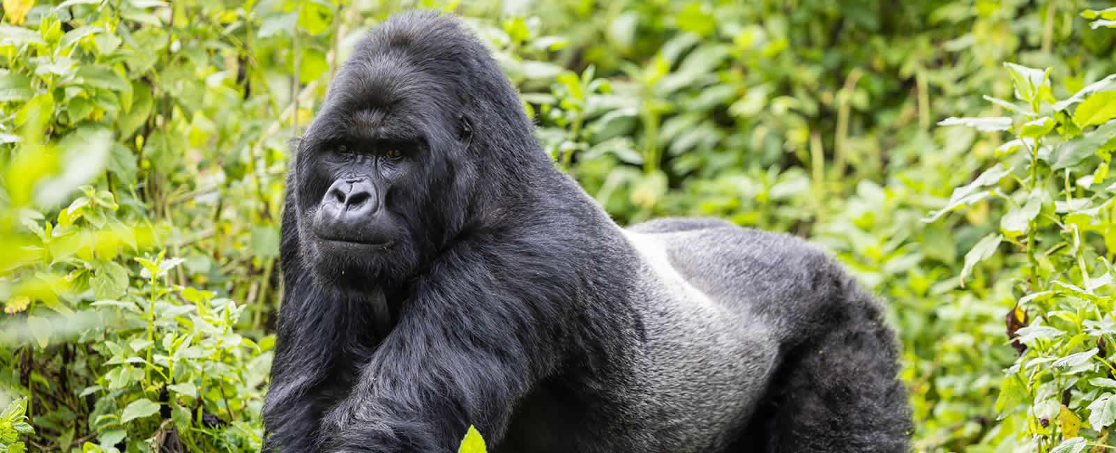 silverback gorilla stood looking at the camera in rwanda