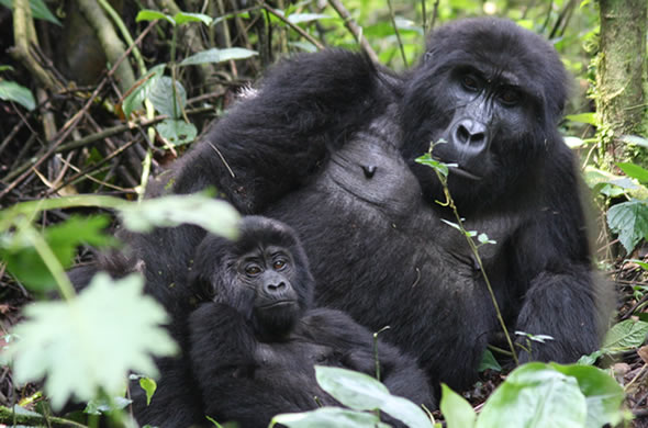 10 Days Uganda safari vacation