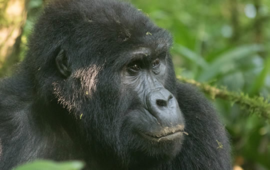 4 Days Bwindi Gorilla Trekking Safari