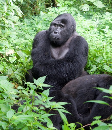 Bwindi gorilla trekking