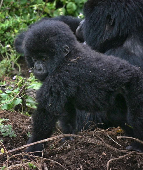 what vaccines are needed for gorilla trekking