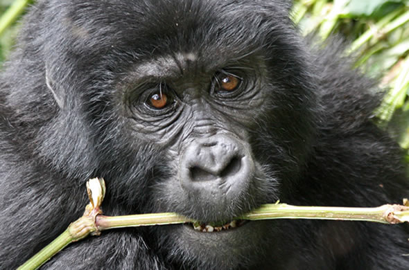 6 Days Bwindi Gorilla Tours