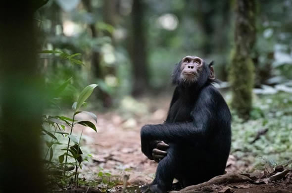 7 Days Bwindi and Kibale safaris - Uganda