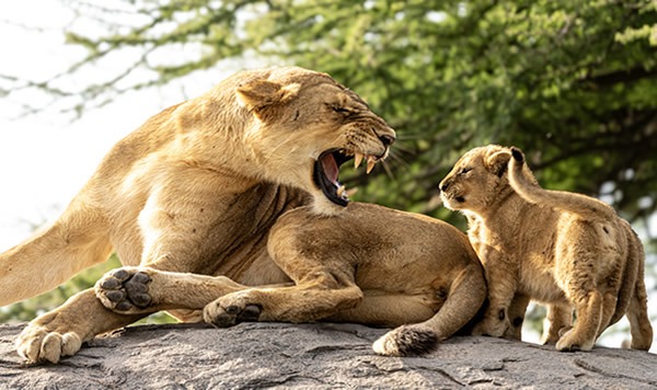 Akagera tours - Rwanda