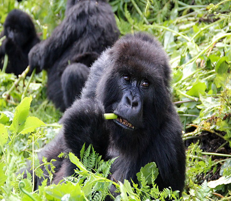 Fascinating gorilla trekking Tours