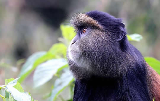 Golden-monkeys-in-volcanoes-natioanl-park