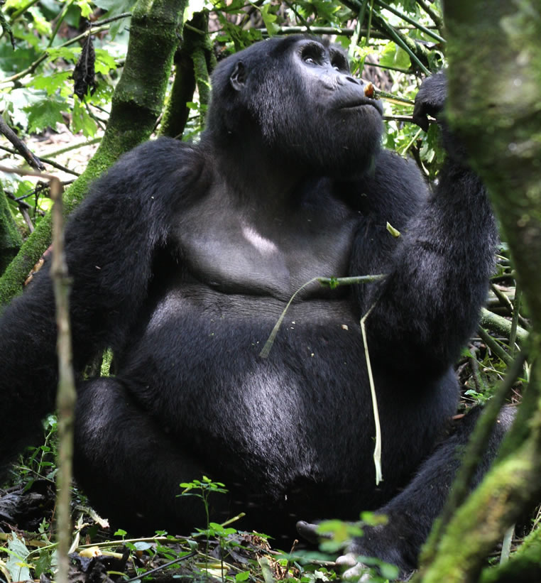 Gorilla Habituation Safaris Bwindi Forest
