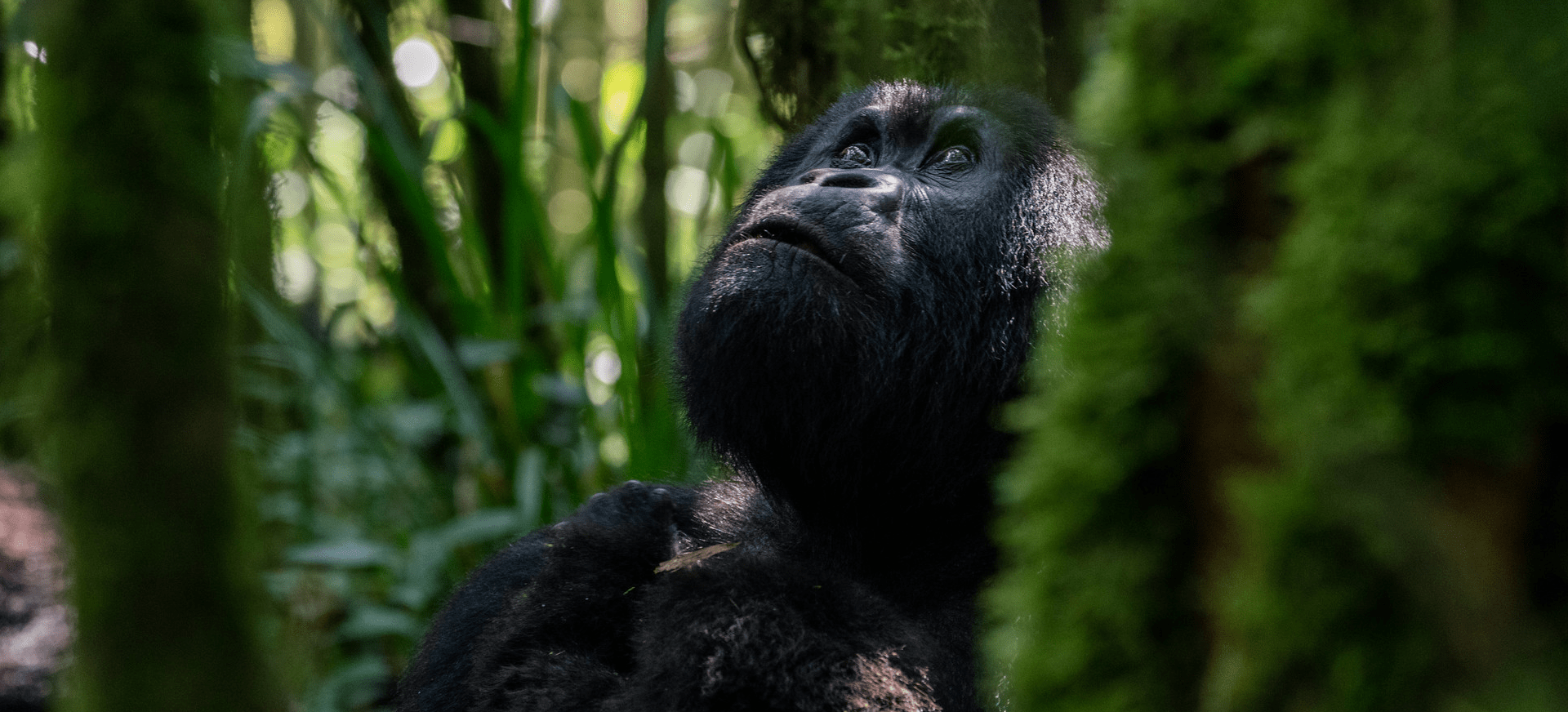 A comprehensive overview of gorilla conservation covering population recovery and the tourism economies.