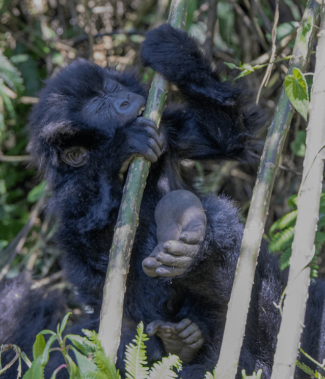 Gorilla safaris Africa