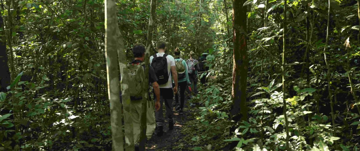 Best 6 Tips for a Successful Rwanda Gorilla Trekkin