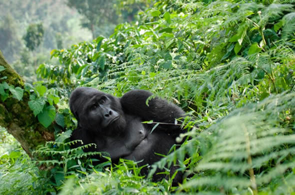 Gorilla tours - Uganda in Bwindi Forest