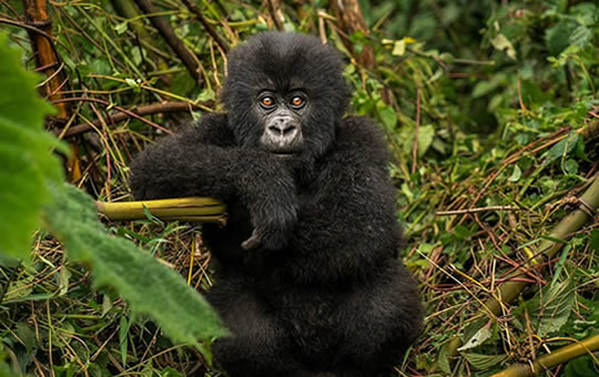 Gorilla-trekking-Bwindi-natioanal-park