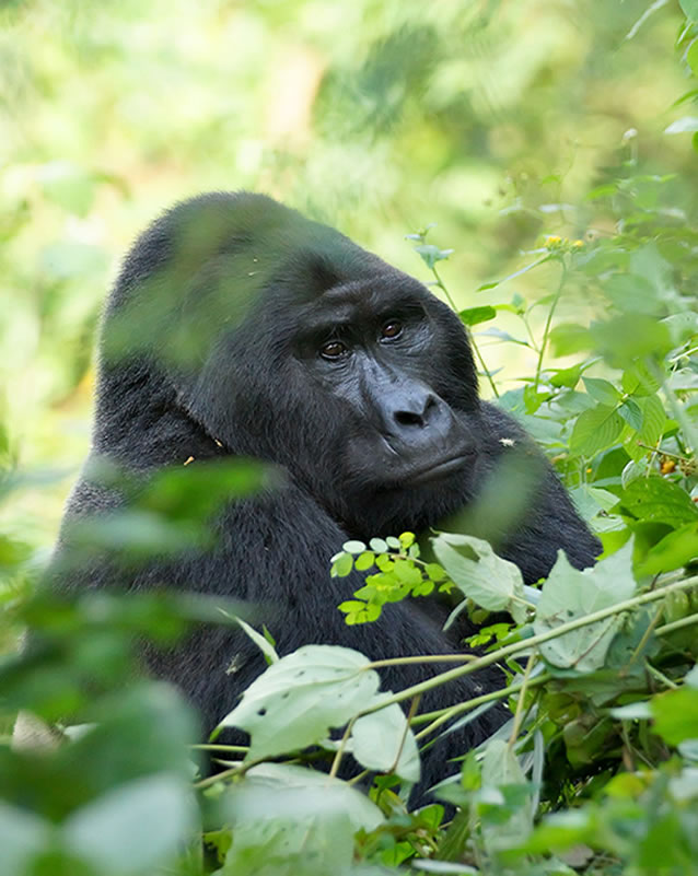 How to select the right safari package for you