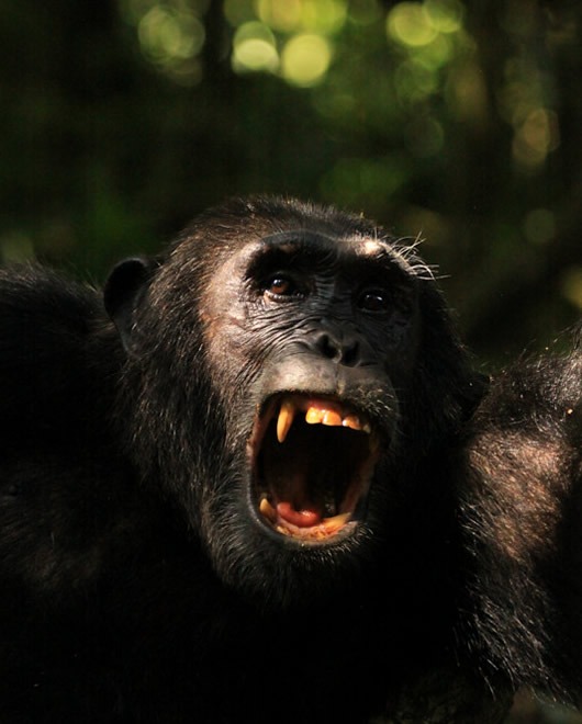 Kibale National Park