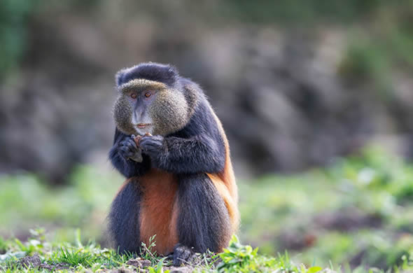 Mgahinga Golden Monkey tracking