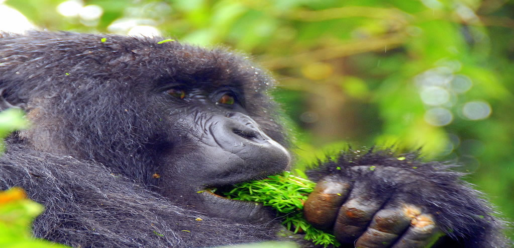 Cheapest Way to See Gorillas in Uganda