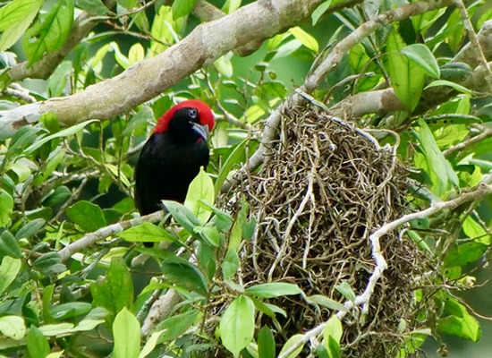 The Red-headed Malimbe