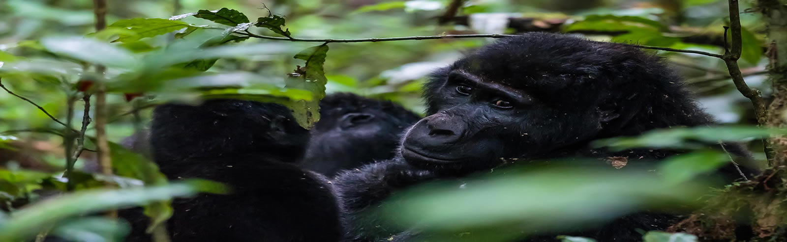 7 Compelling Reasons to Visit Uganda in 2026