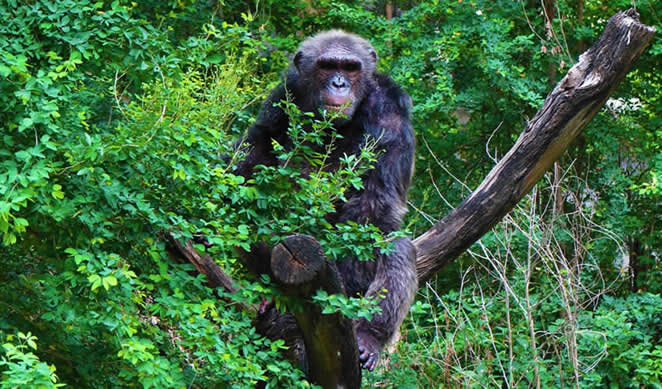 chimpanzee-tracking-experience