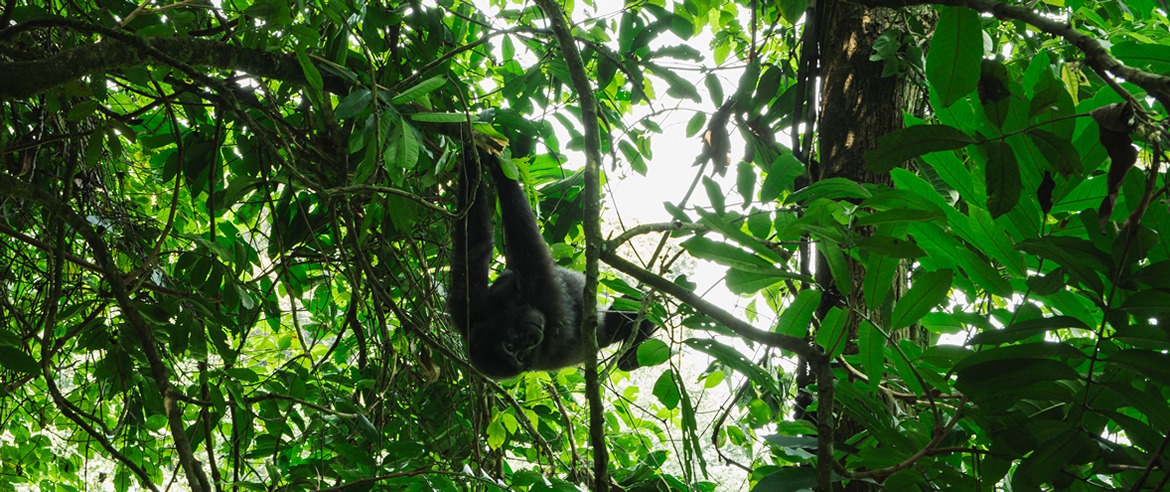 top-primate-safari-destinations-in-africa