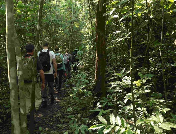 tracking mountain gorillas