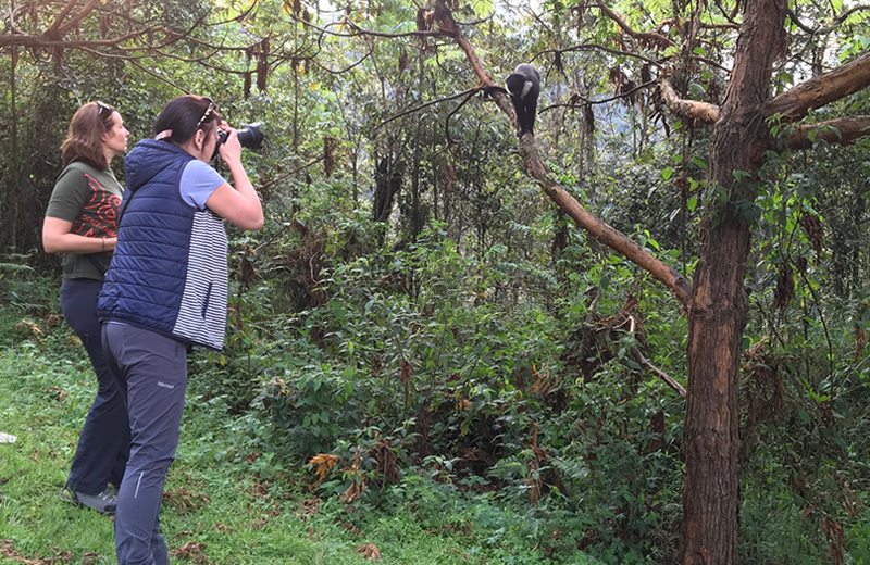 13 Days Nyungwe National Park Golden Rwanda Safaris