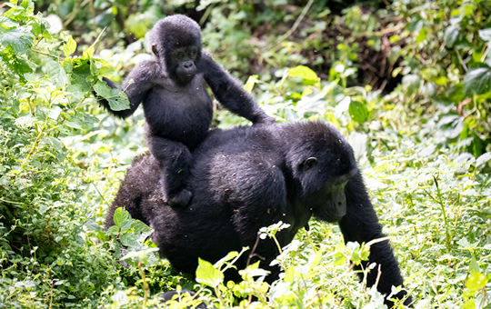 4 Days Gorilla Habituation Bwindi