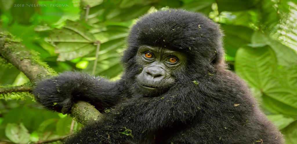 A reflection pulling together the Gorilla permit costs