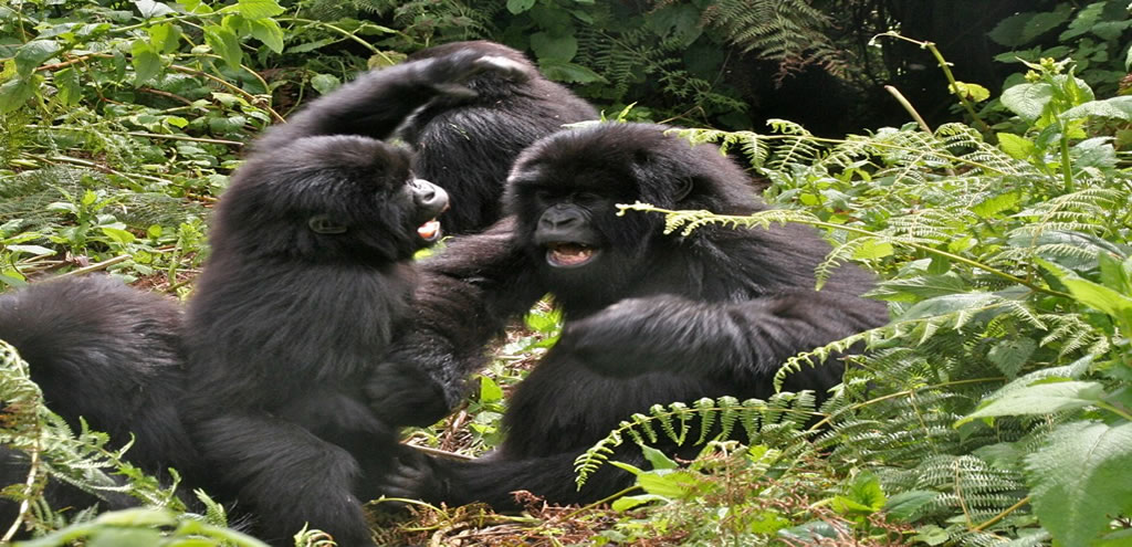 12 best honey moon destinations to Africa for luxury gateways