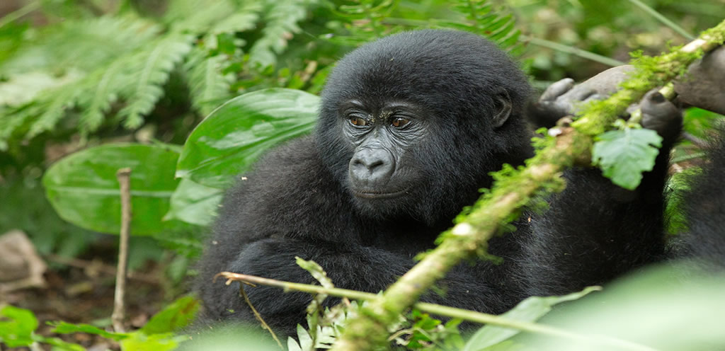 Gorilla Tours, the disrupted climax of safaris in Rwanda and Uganda