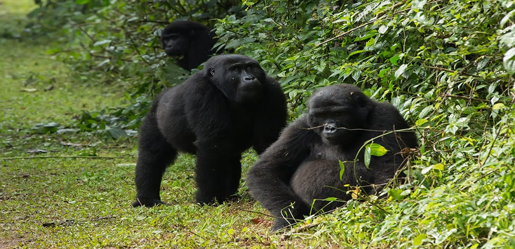 A comprehensive guide about gorilla trekking and wildlife safaris in Rwanda and Uganda.