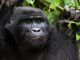 perfect time to do gorilla habituation in Bwindi np