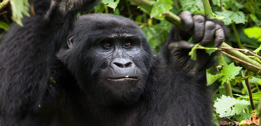 perfect time to do gorilla habituation in Bwindi np