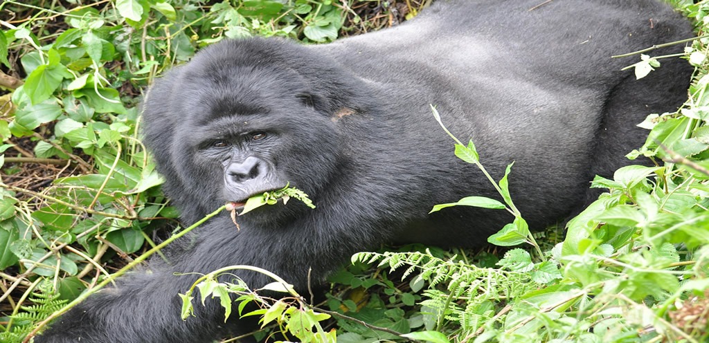 Volcanoes national park, Rwanda -Africa crown jewel of safari Destinations
