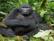Top common mistakes to avoid on Rwanda Gorilla trekking tours