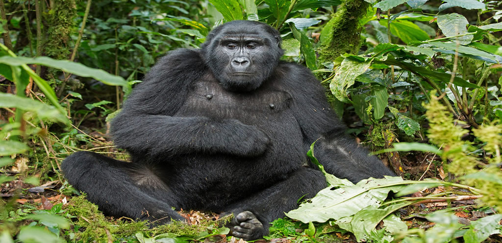 Top common mistakes to avoid on Rwanda Gorilla trekking tours