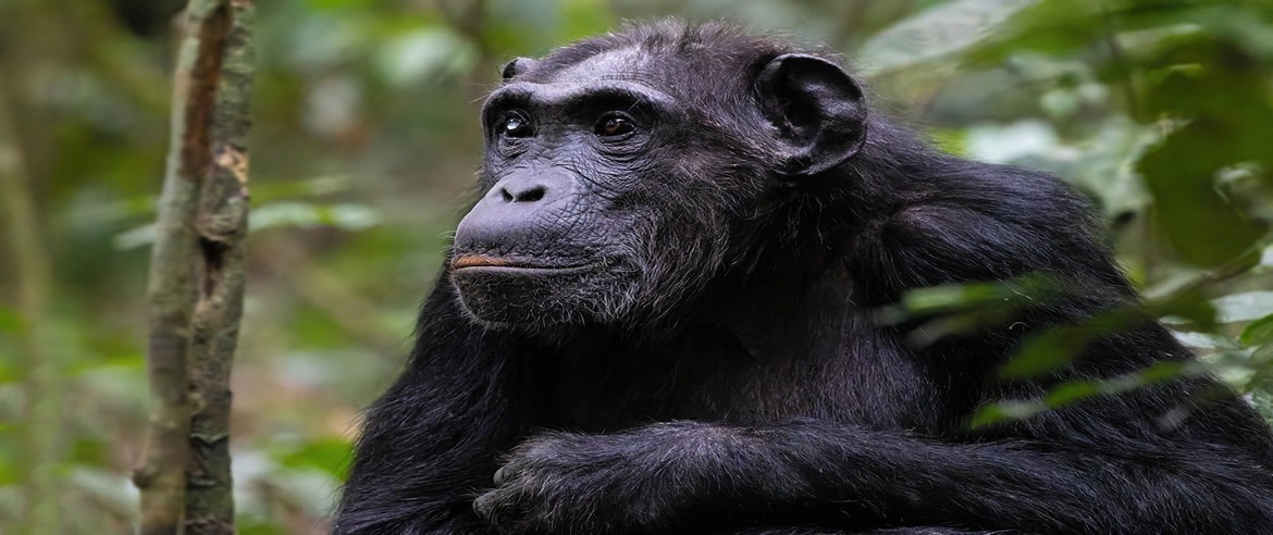 Best midrange accommodations in Kibale national park