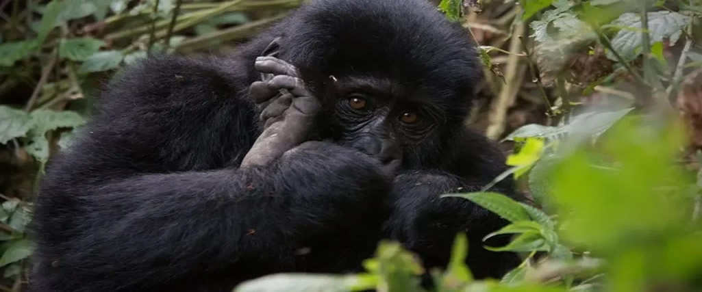 7 Secrets to the Ultimate Gorilla Honeymoon Safari.