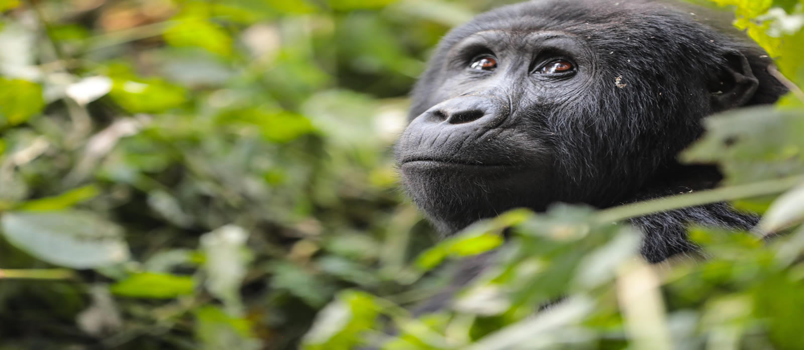 Best things to do after gorilla trekking in Uganda