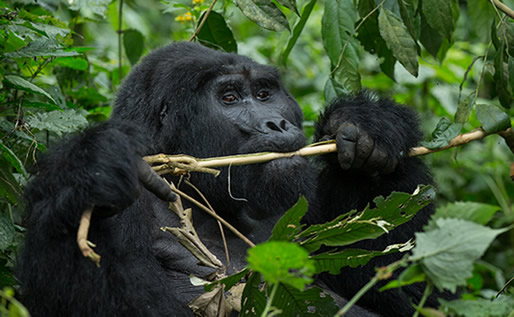 Golden monkeys vs Gorilla Trekking: Uganda &Rwanda Guide