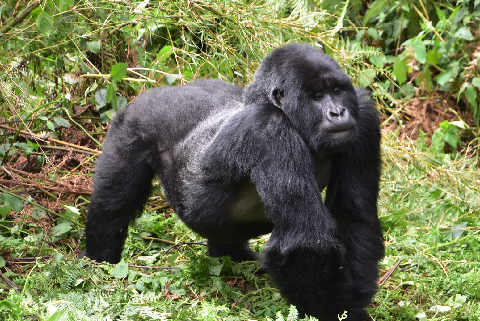 can i do a twin trek with golden monkeys
