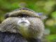 Golden Monkey Trekking in Volcanoes National Park.