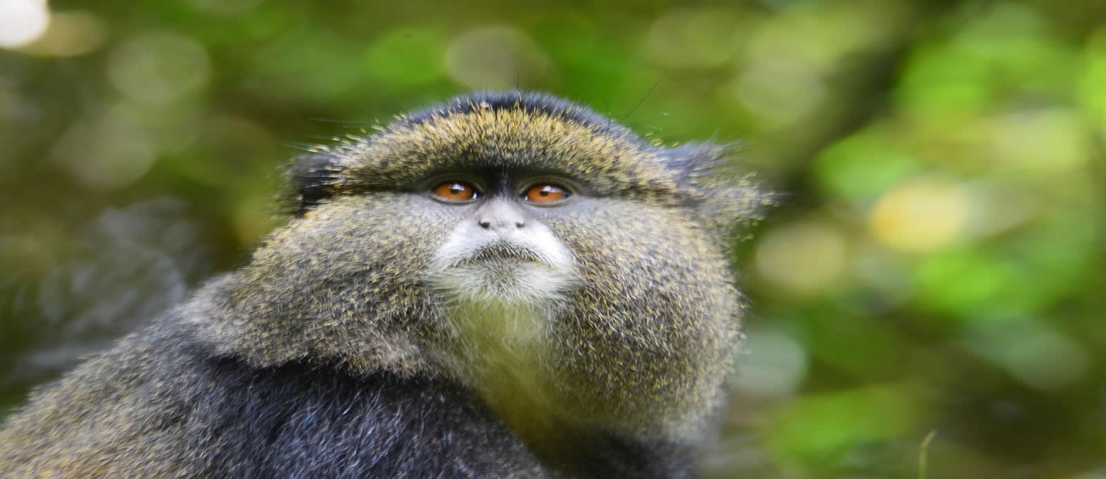 Golden Monkey Trekking in Volcanoes National Park.
