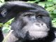 Golden monkeys vs Gorilla Trekking: Uganda & Rwanda Guide