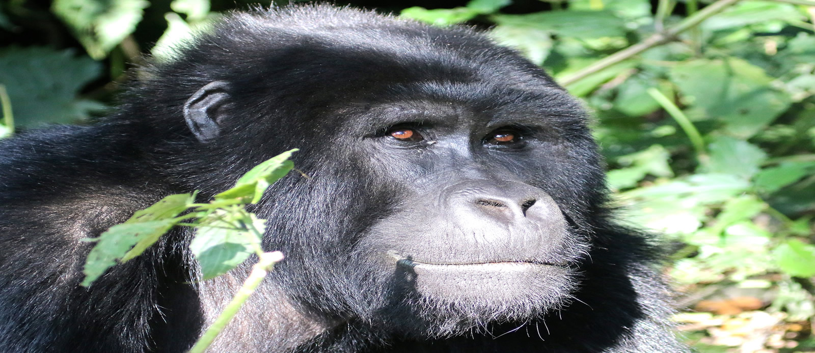 Golden monkeys vs Gorilla Trekking: Uganda & Rwanda Guide