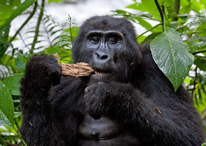 Gorilla Habituation Experience in Bwindi Impenetrable National Park