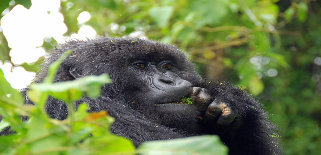 Gorilla Trekking in Rwanda