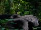 is-gorilla-trekking-ethical